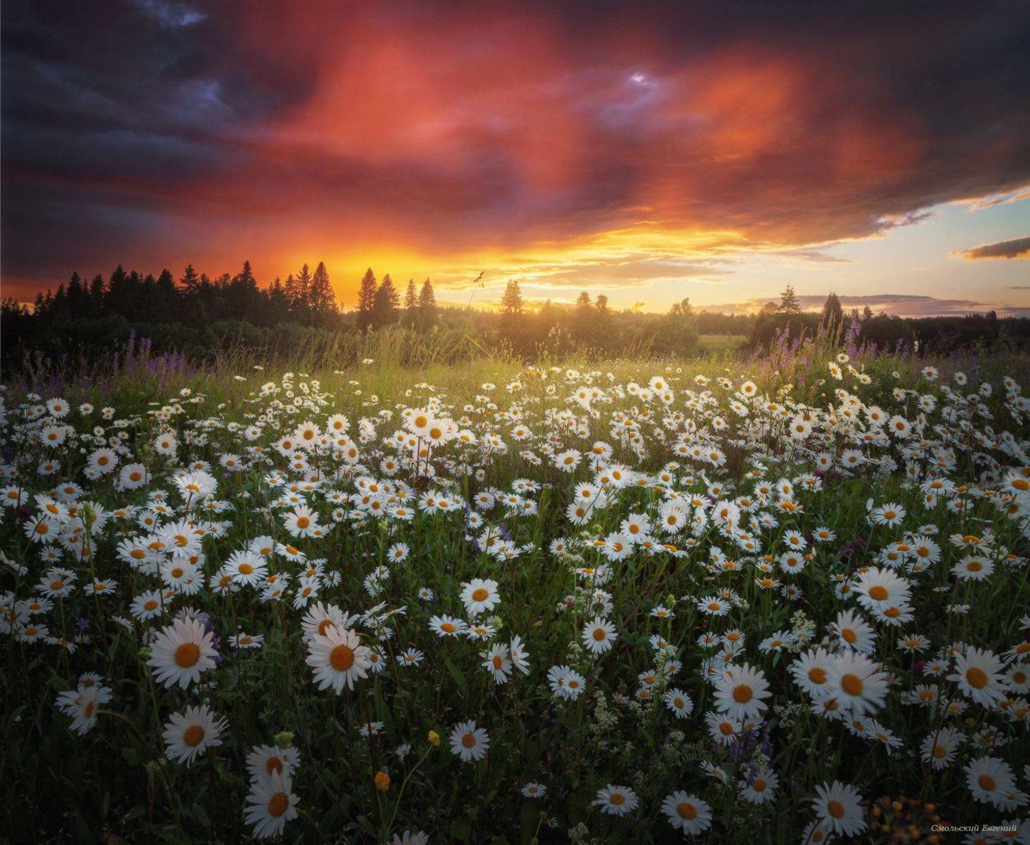 закат, лето, поле, ромашки, Смольский Евгений