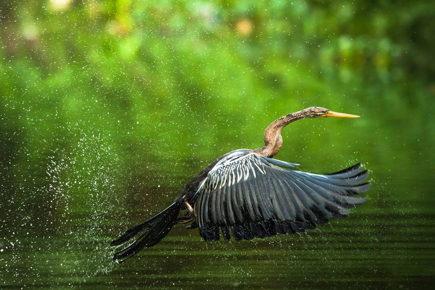 birds, Gimantha Perera