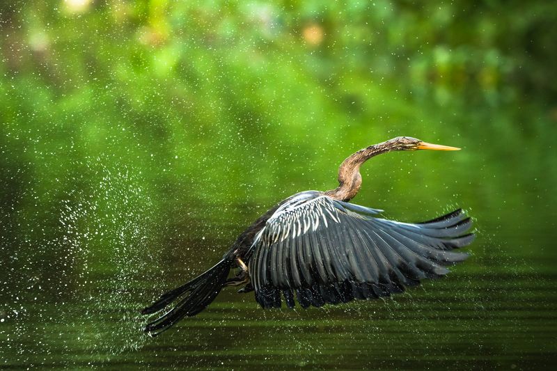 birds Light From Heaven фото превью