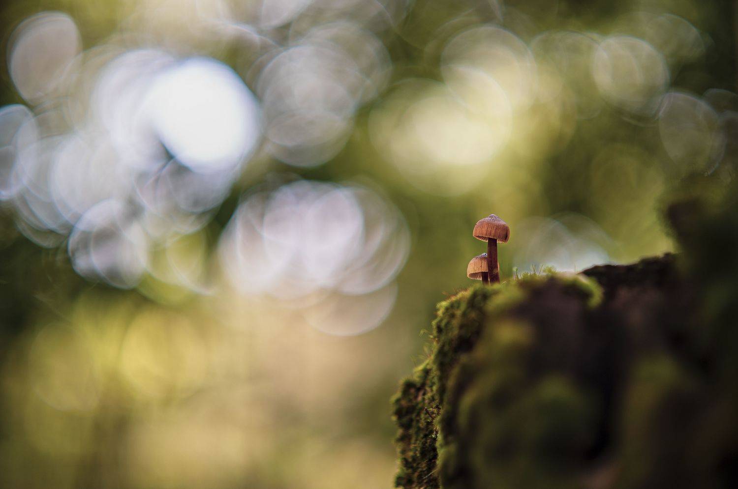 bokeh, nature, fungi, mushroom, macro, Antonio Coelho