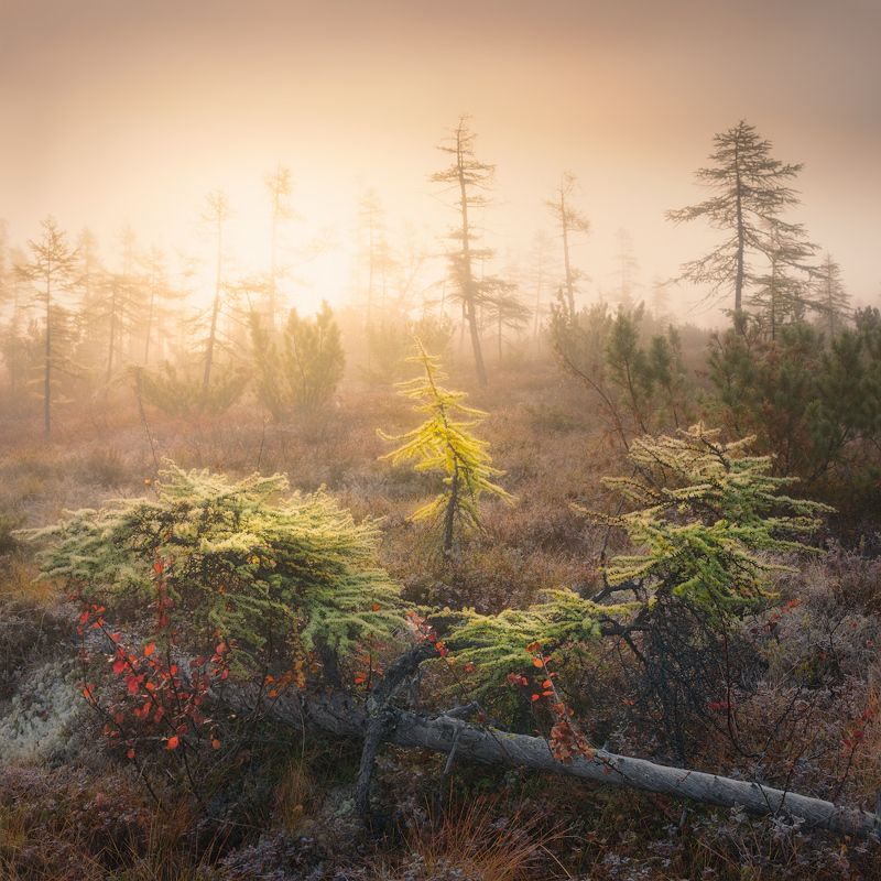 осень, колыма, озеро джека лондона, туман Туманные образы фото превью