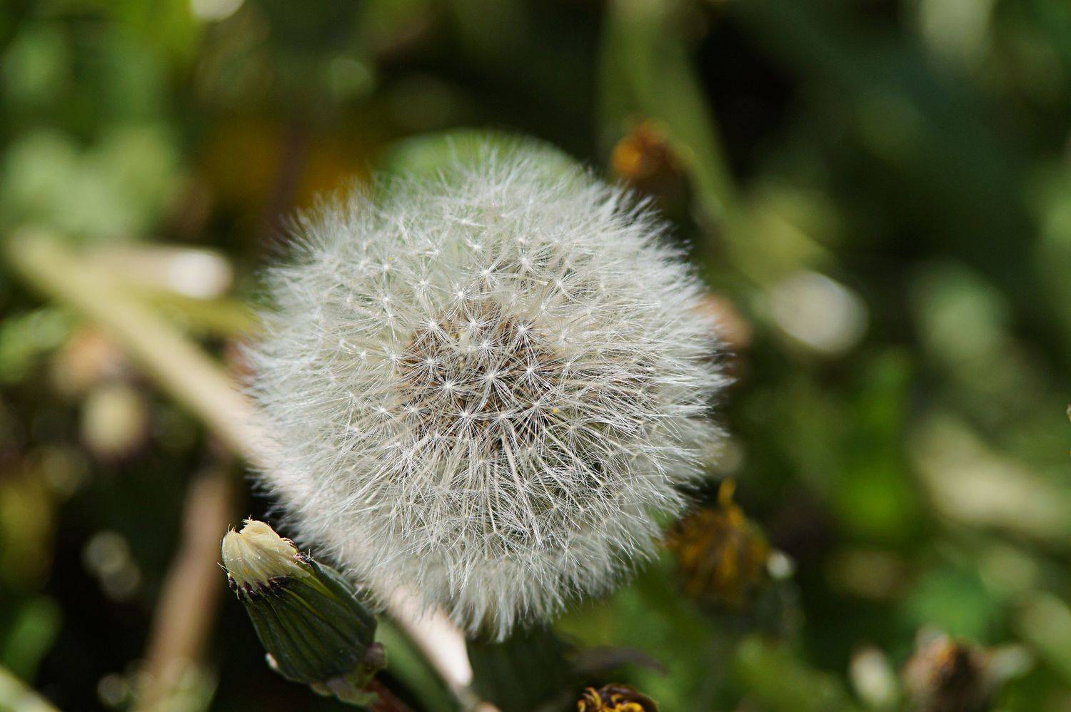 , Александр