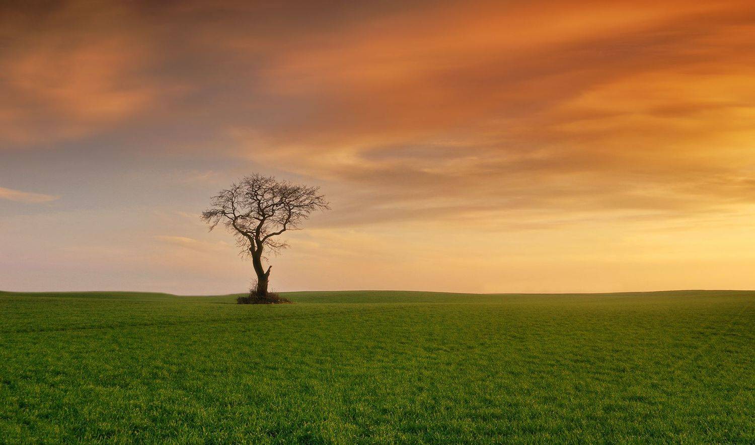 tree, filed, sky, autumn, poland, lonley, green, oak, red, cloud, Lukasz Zugaj