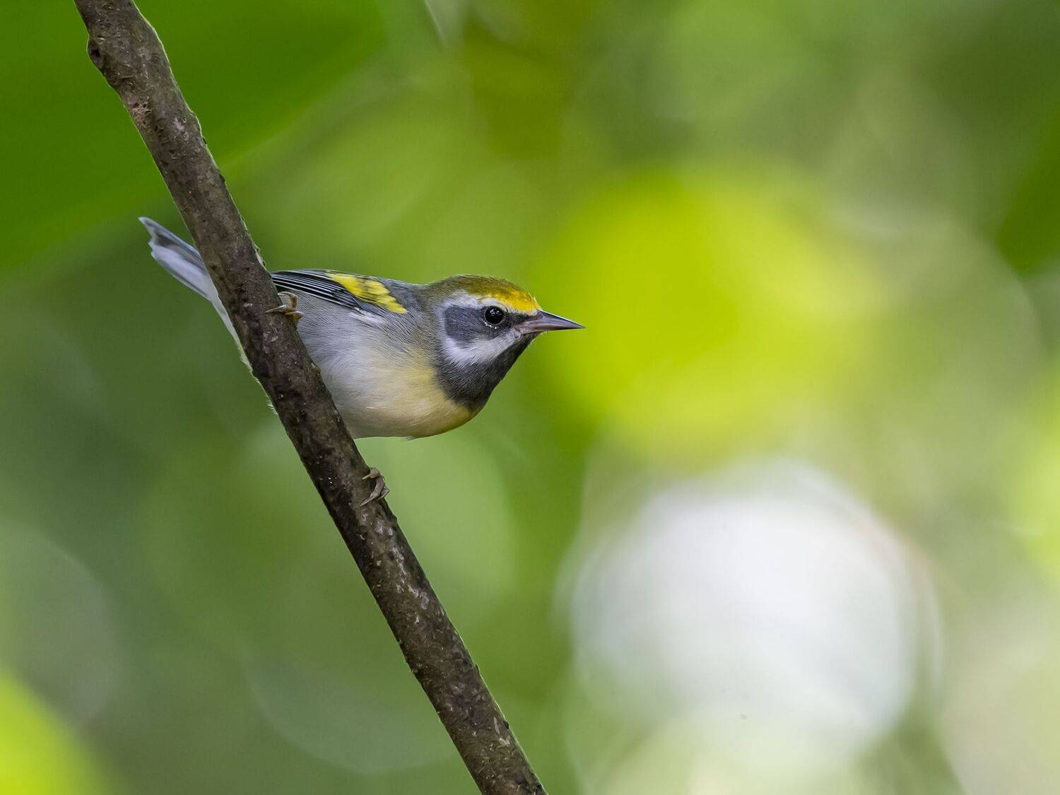 , Fernando Burgalin Sequeira