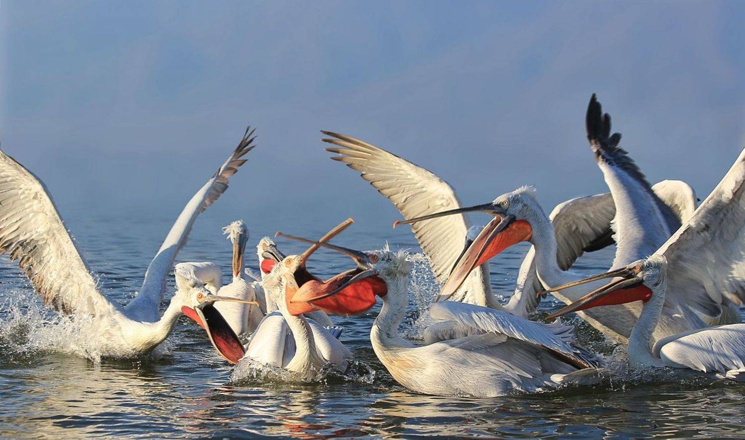 , Георги Славов