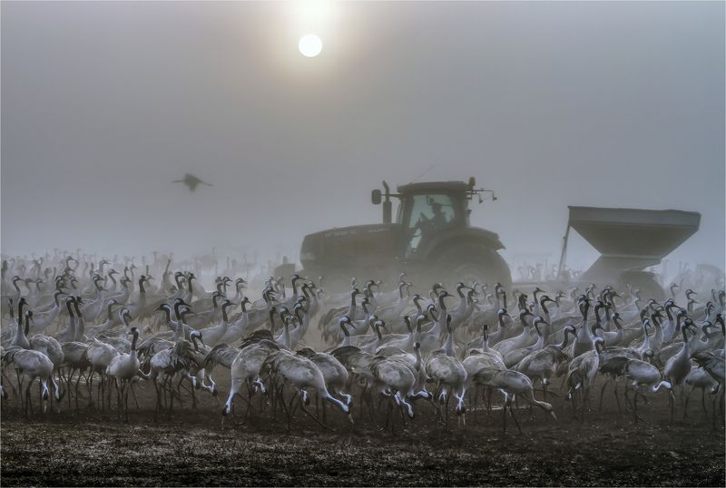 Кормление фото превью