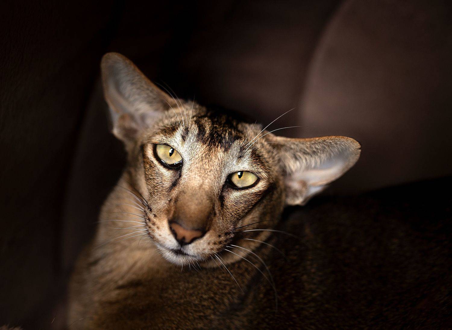 cat, animal, pet, feline, kitten, domestic, fur, red, orange, animals, pets, mammal, kitty, cats, tabby, ginger, furry, sleep, eyes, looking, fluffy, adorable, cute, hair, whiskers, Анжелика Костин