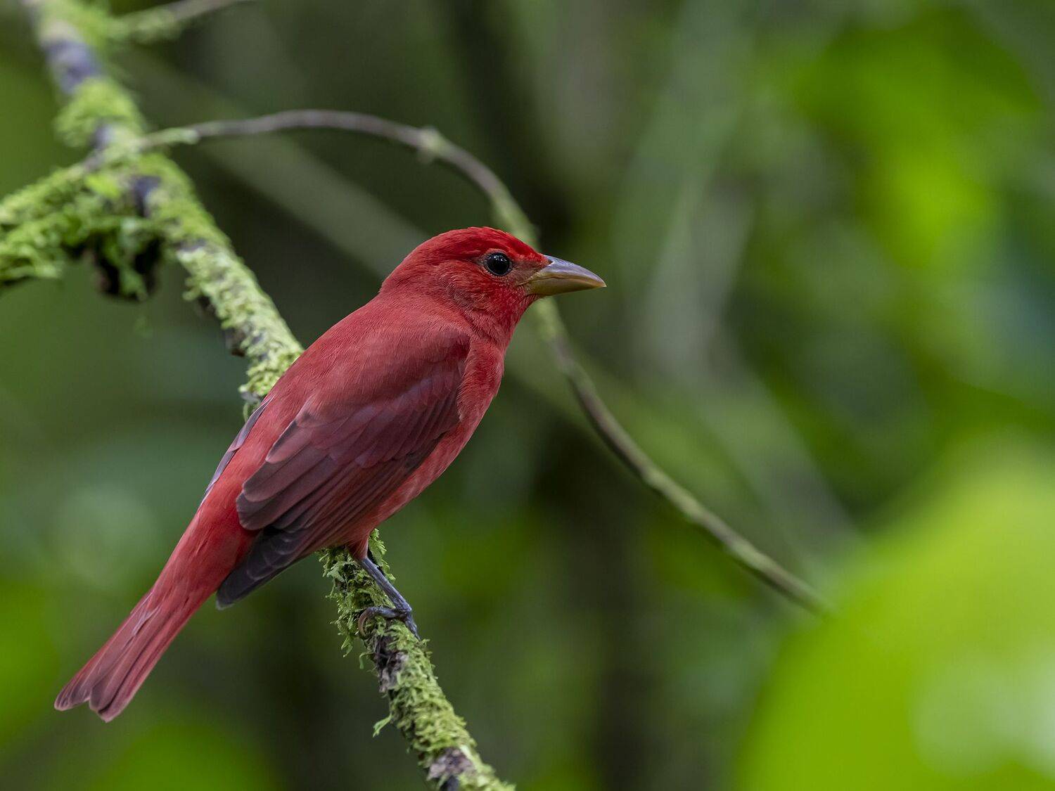, Fernando Burgalin Sequeira