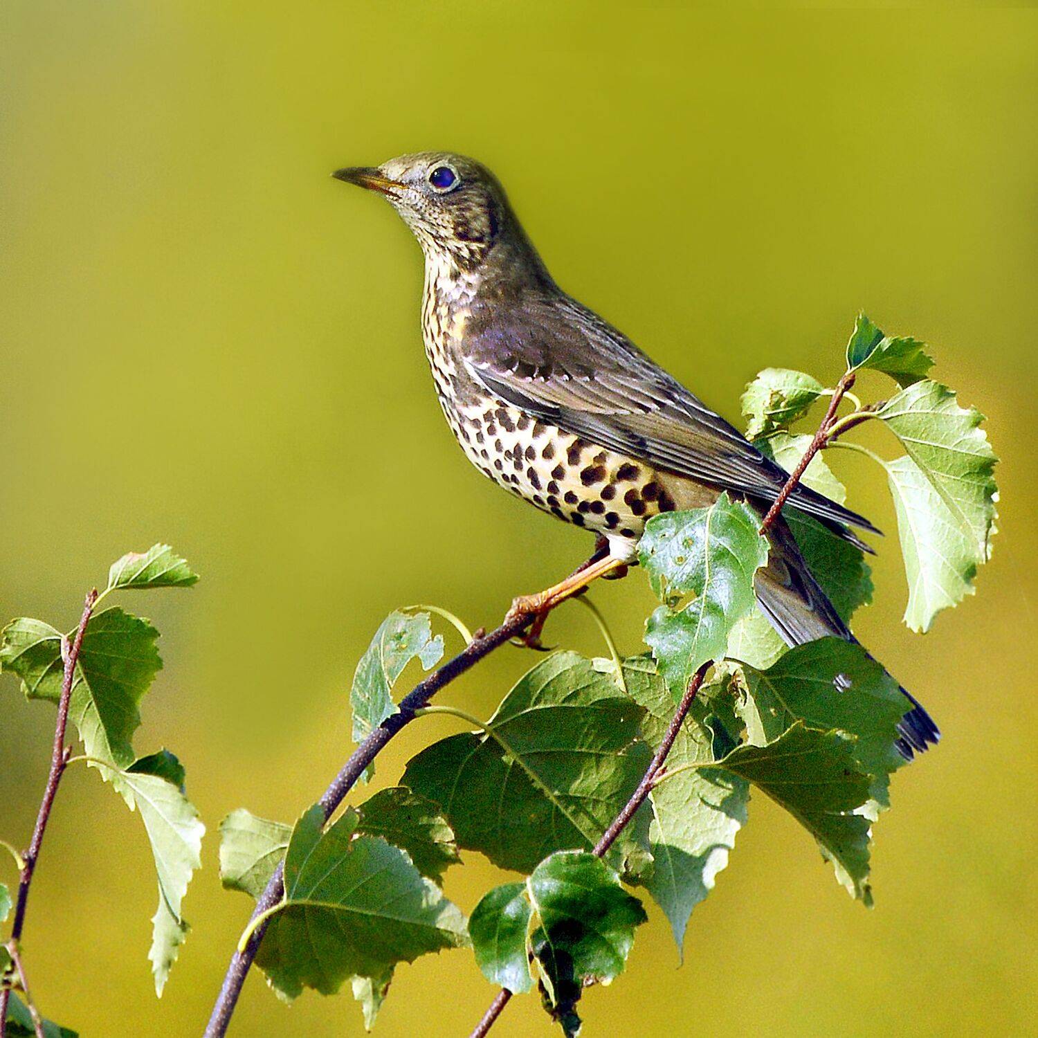 наиболее крупный из европейских видов дроздов., Михаил Белоусов
