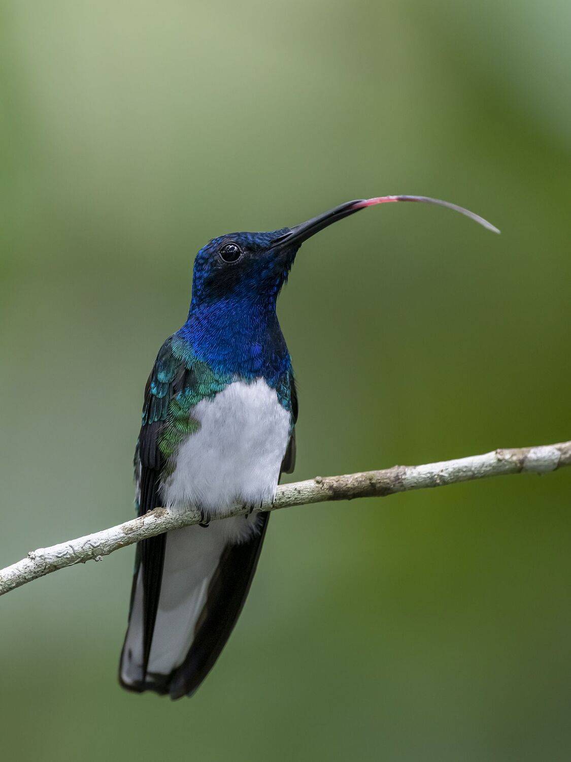 , Fernando Burgalin Sequeira