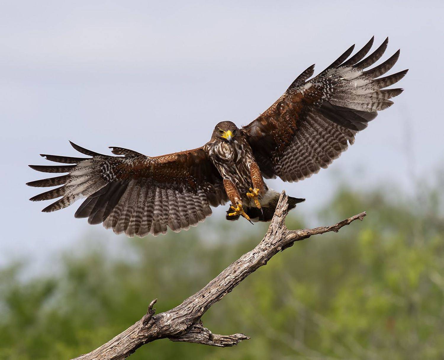 пустынный канюк, harris\'s hawk, hawk, тx, texas, raptor, хищные птицы, Elizabeth Etkind