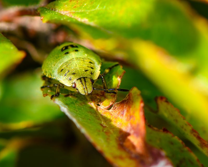 A little Nezara viridula фото превью
