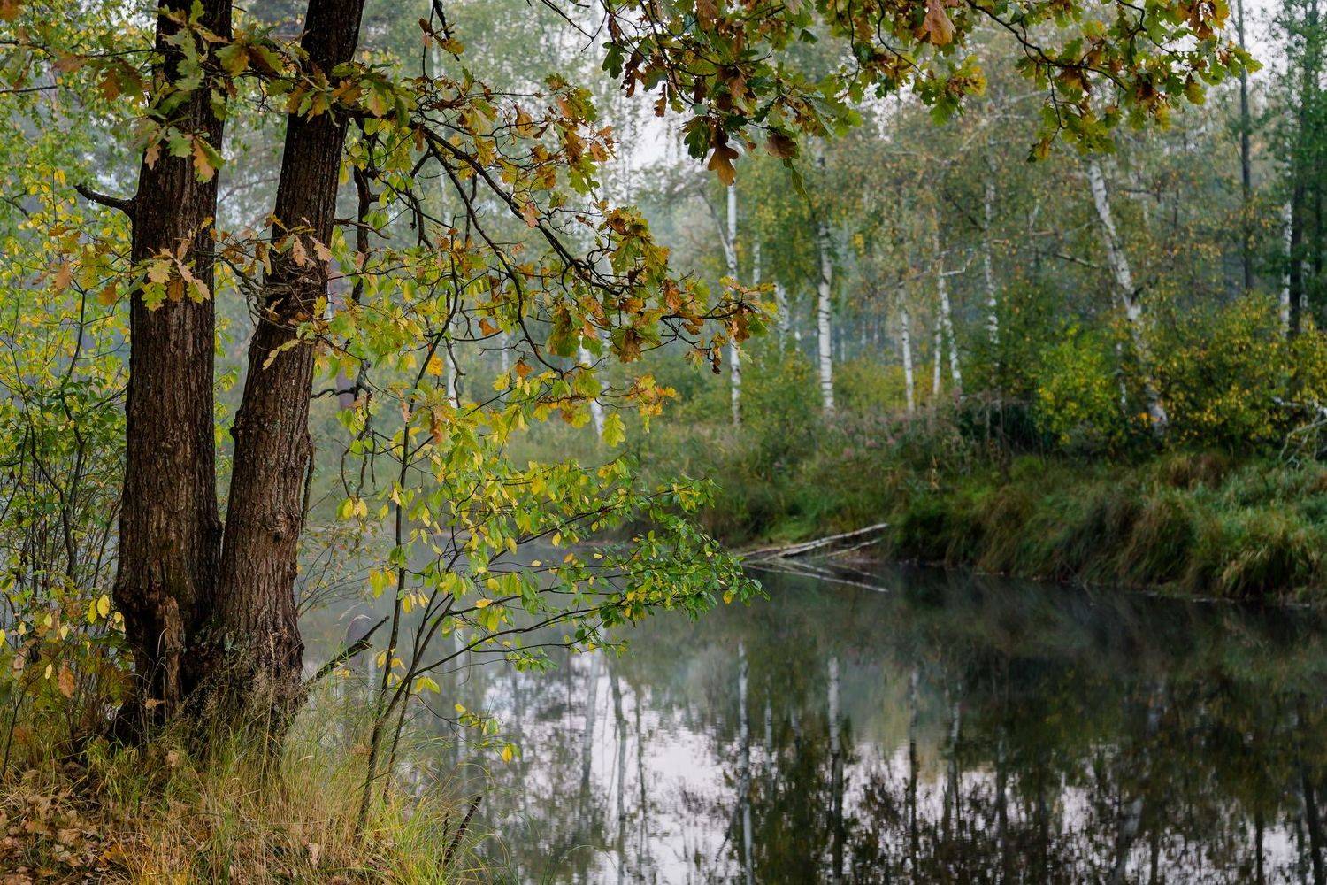 пейзаж, осень, туман, река, березки, Юрий Морозов