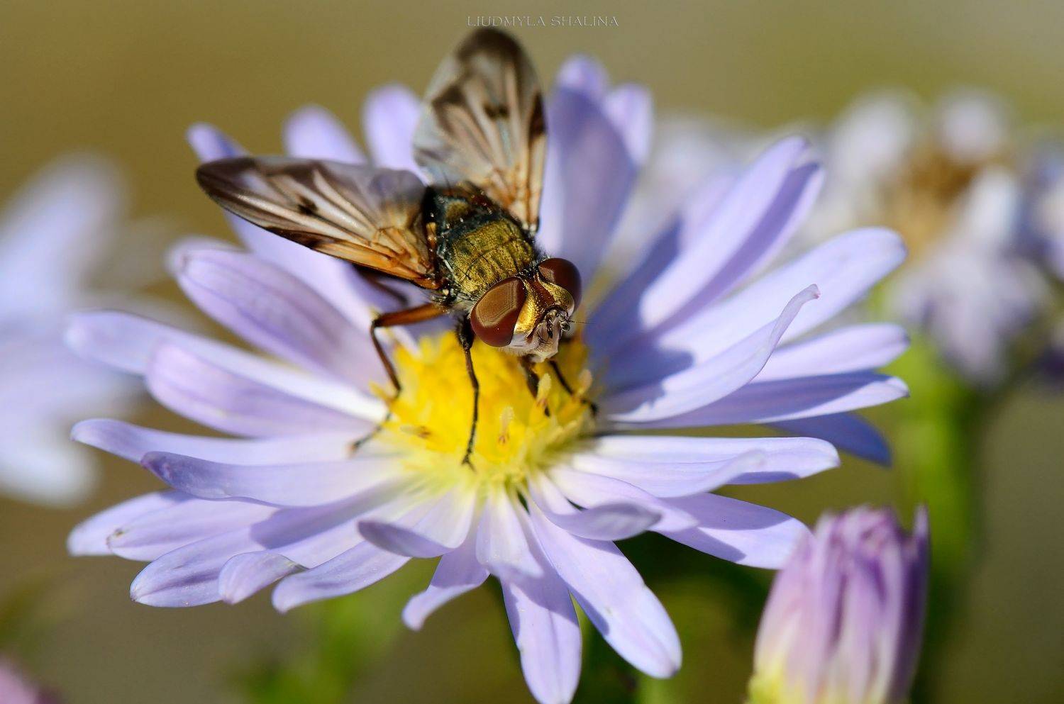 , Людмила Шалина