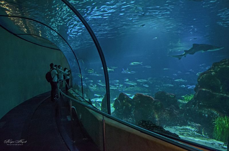 барселона, океанариум, интересно, подводный мир средиземноморья, путешествия Барселона, океанариум фото превью
