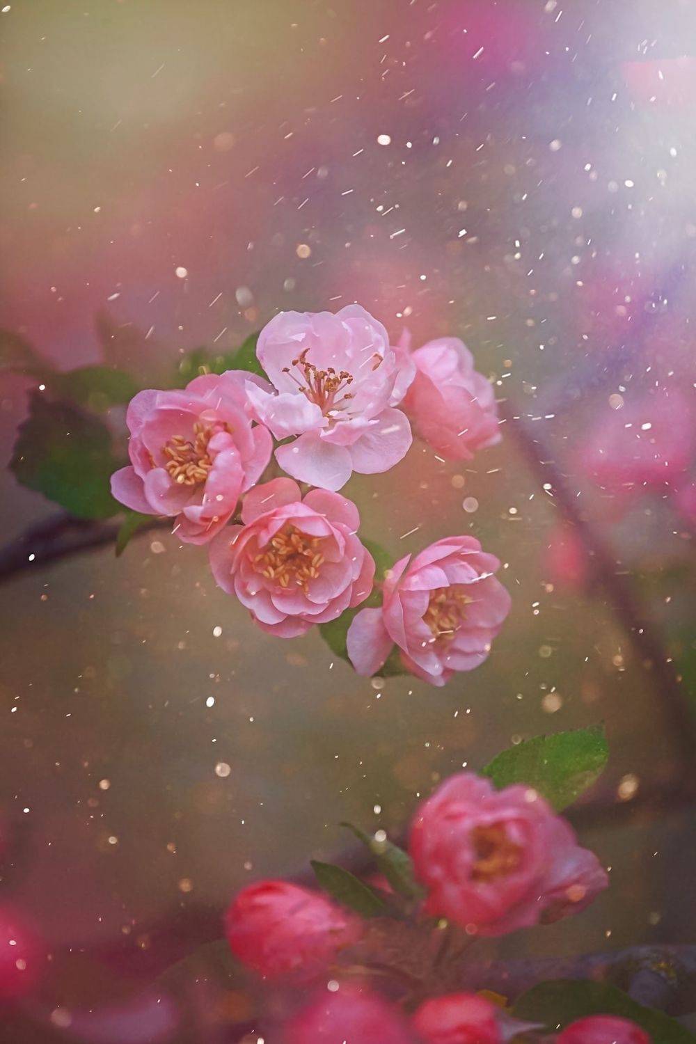 макро, macro, цветы, flowers, яблонь, весна, spring, Julia Kaissa