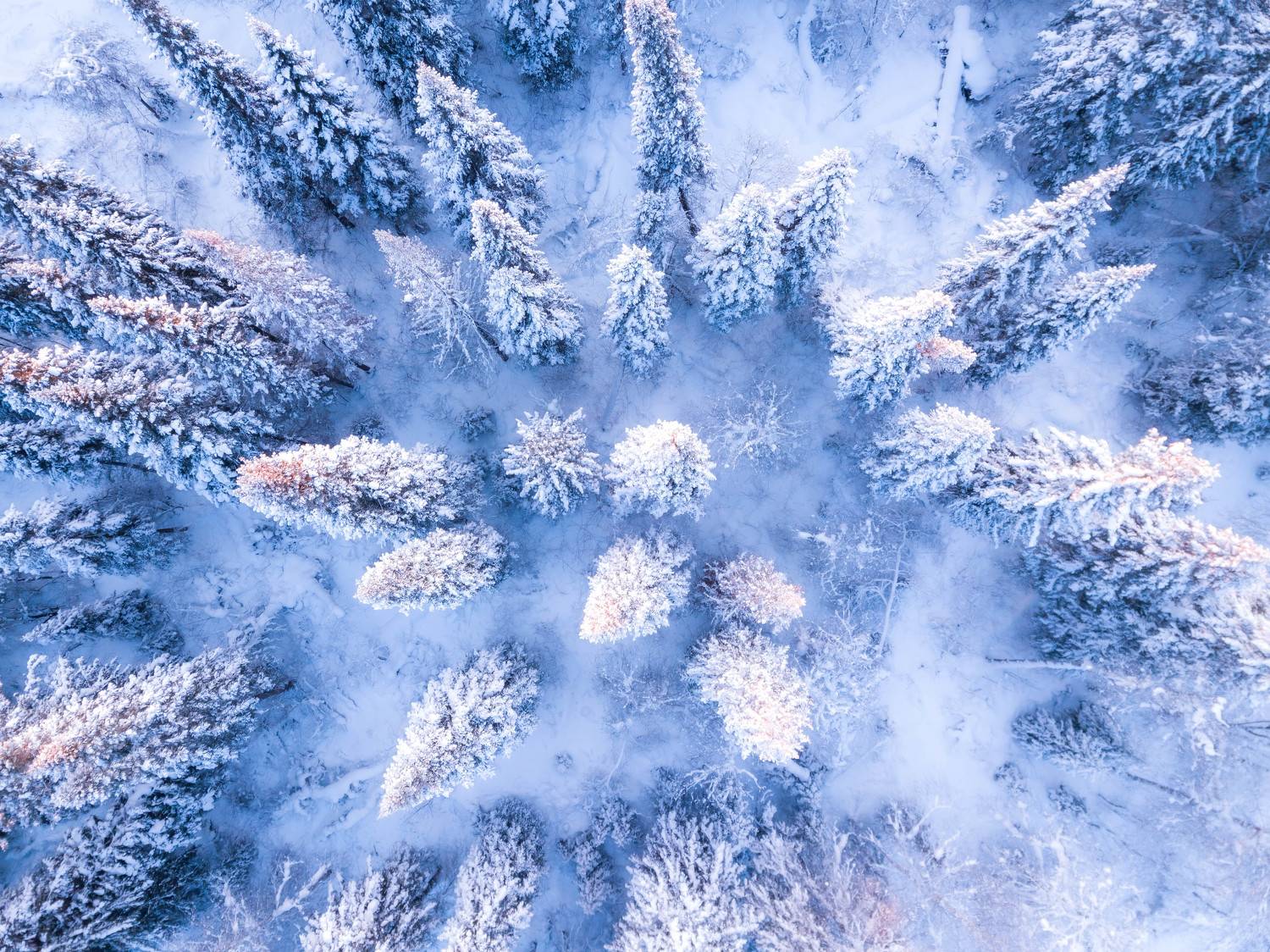 елки, зима, снег, квадрокоптер, Андрей Логвинович