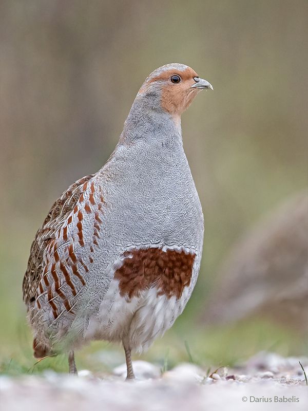 Серая куропатка фото превью