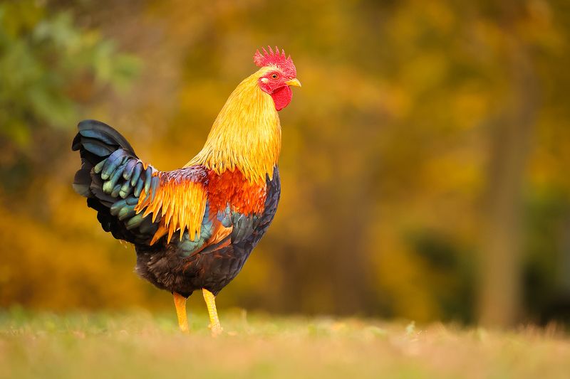 Cock фото превью