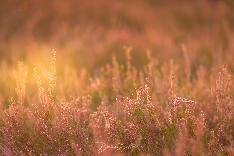 Wrzos фото превью