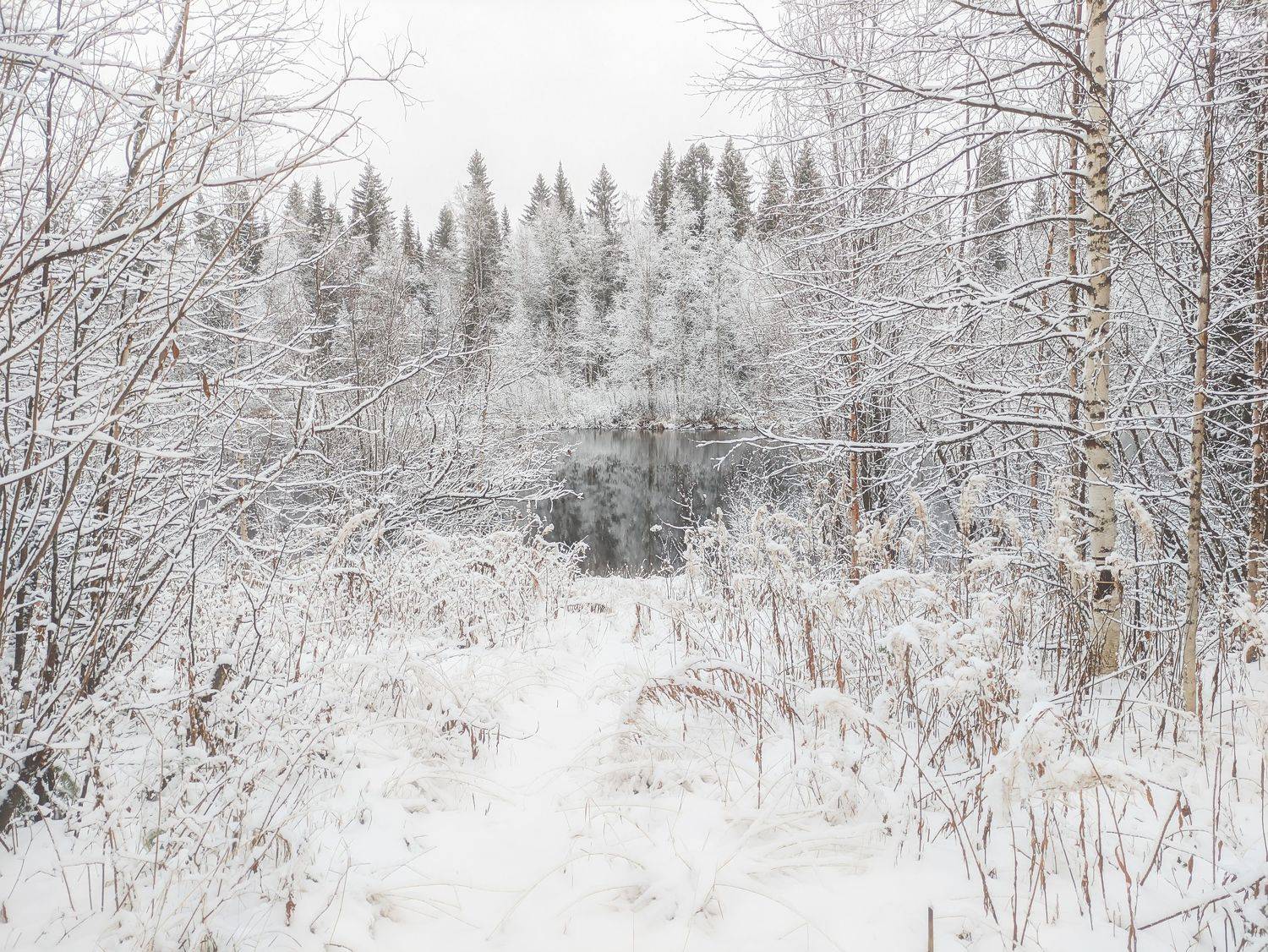 печора, лес, север, Игорь Подобаев