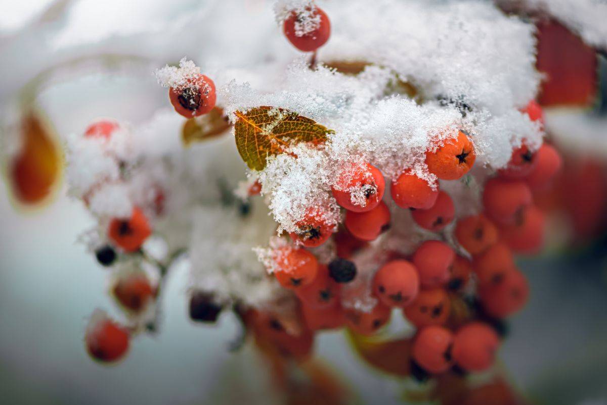 природа, макро, осень, рябина, снег, Неля Рачкова