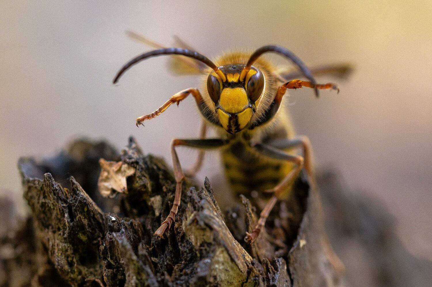 , Кузнецов Дмитрий