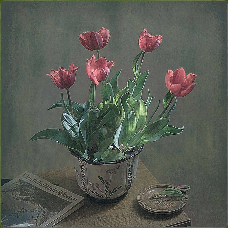 , Stein Georg