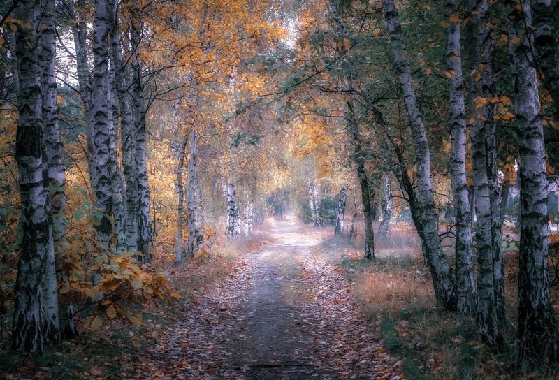 avenue, birches, autumn, nature, trees, road, landscape, leaves, morning, light Birch Avenue фото превью