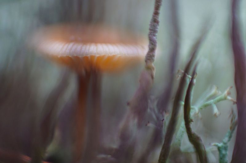 поганки гриб макро лес  Живописные поганки фото превью