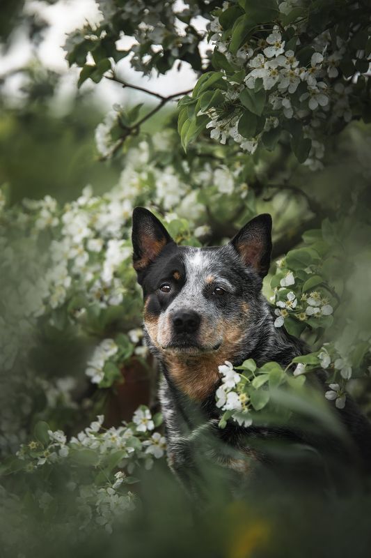 австралийский хилер, Dingostar Adonis Lightining фото превью