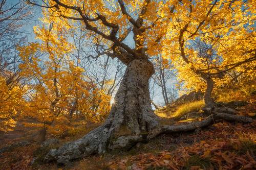Осенние сказки Демерджи