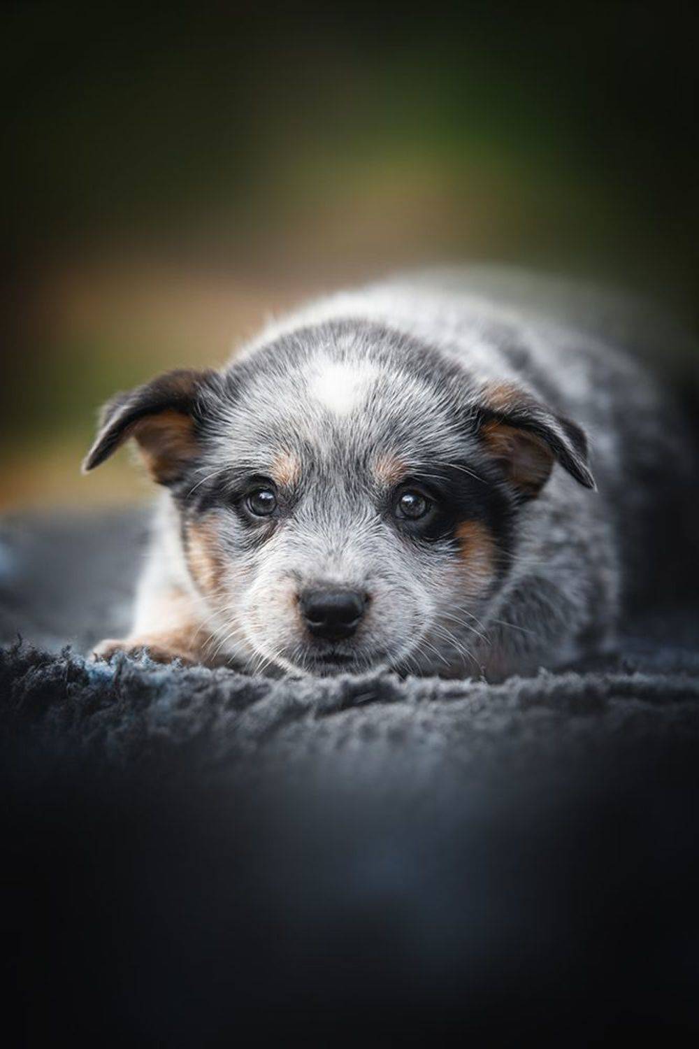 австралийскийхилер, щенок, Юлия Гончар