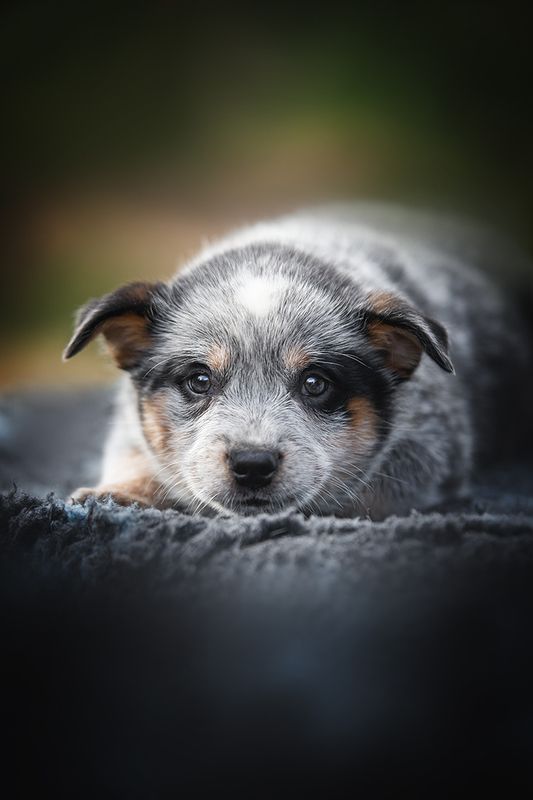 австралийскийхилер, щенок АР Ямамото фото превью