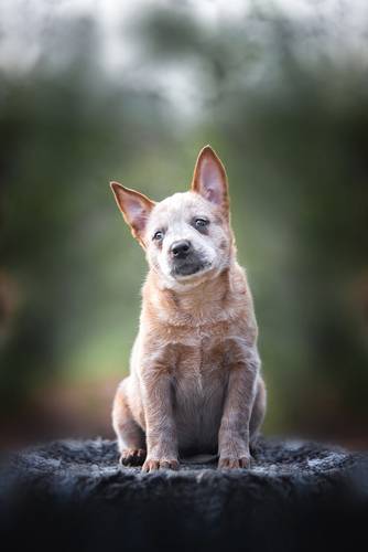 Щенок австралийского хилера