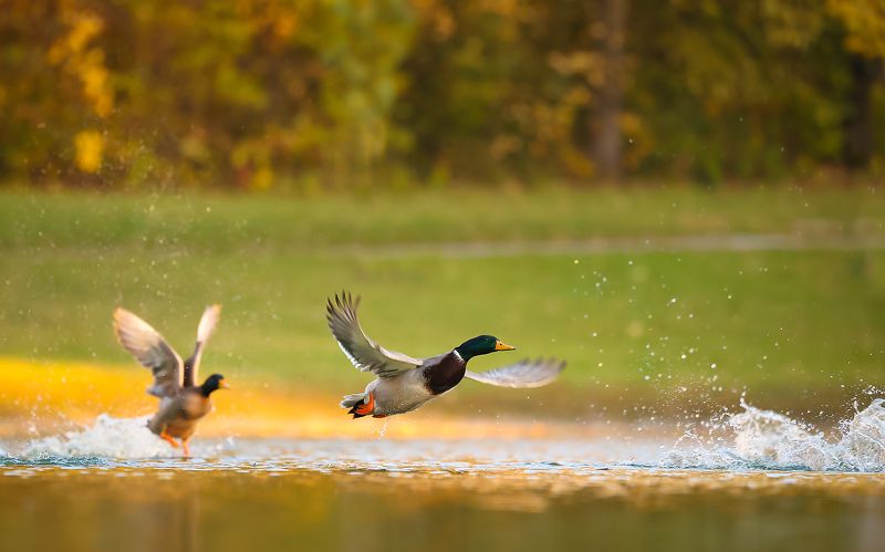 Ducs фото превью