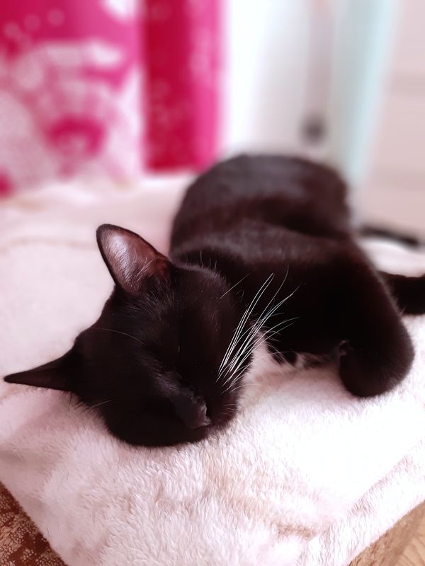 Сон в летний день фото превью