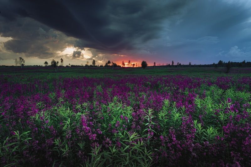 Смолка клейкая. фото превью