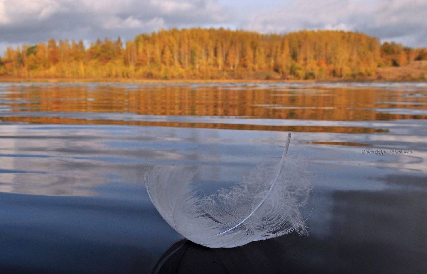 пейзаж, осень, изборск, озеро, пёрышко, природа,псковская обл,, Юрий Яковлев