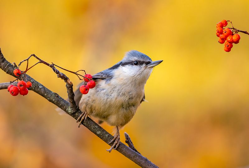 Поползень фото превью