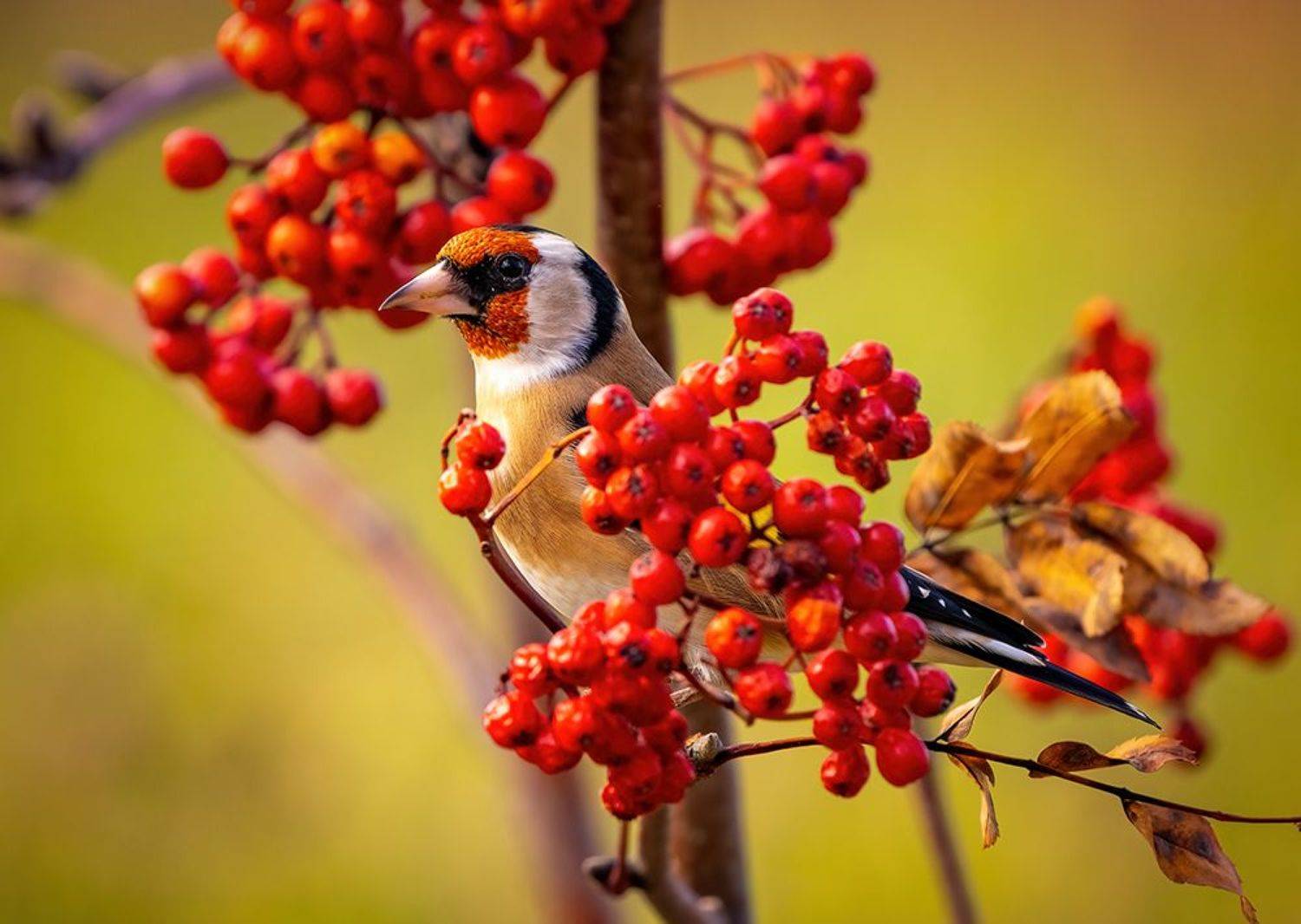 , Игорь Кляхин