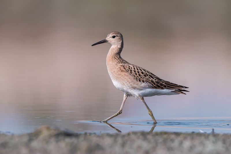 Combattente  (Calidris pugnax ) фото превью
