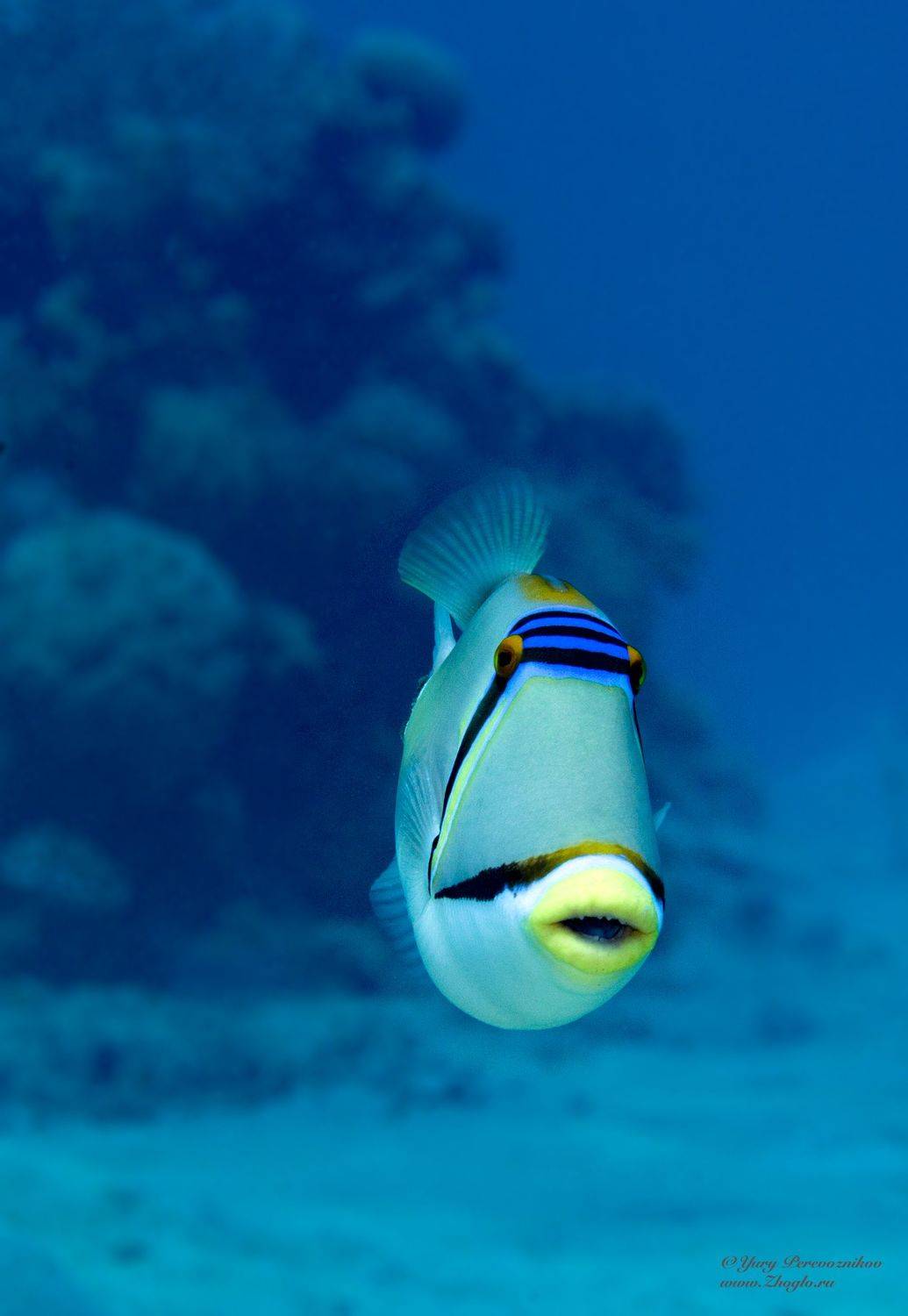 подводное фото подводный мир хургада египет жогло zhoglo красное море, Юрий Перевозников