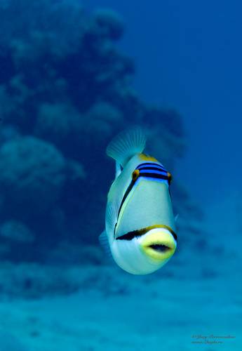 Губки трубочкой