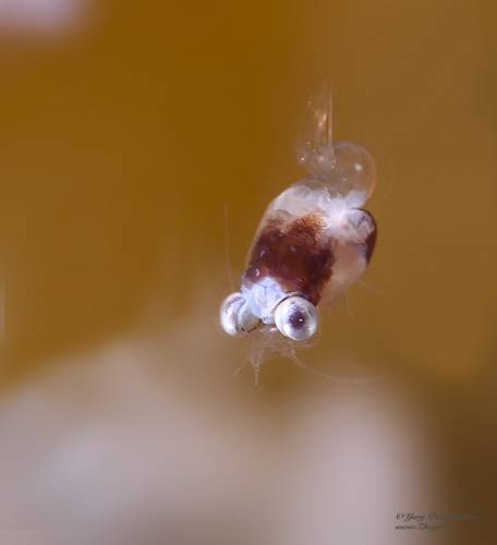 Один из стаи