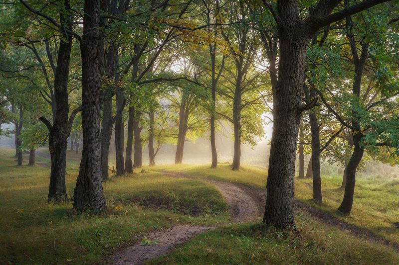 лес, деревья, утро, дубы Прогулка в дубовой роще фото превью