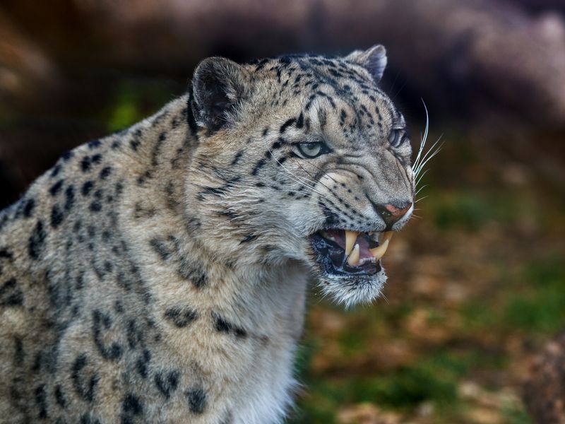 снежный барс Снежный барс фото превью