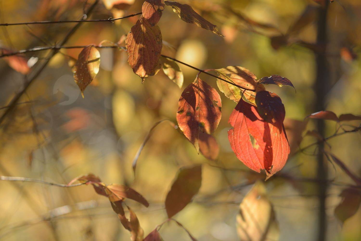 осень листва утро, Александр Жарников