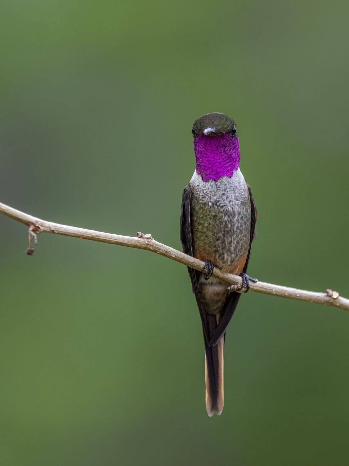 , Fernando Burgalin Sequeira