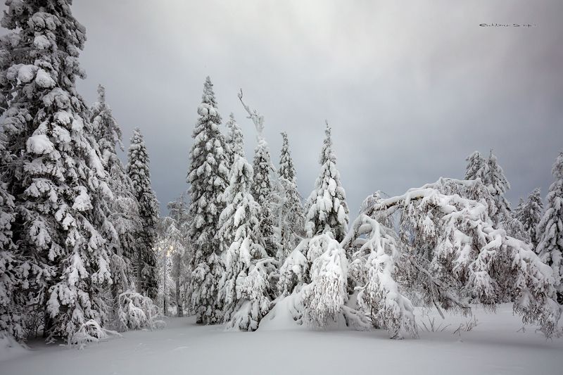 таганай, зимний лес Природа Южного Урала фото превью